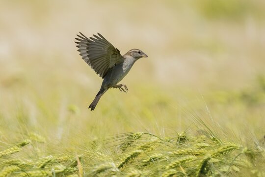 House sparrow (passer domesticus) flying over barley field, Hesse, Germany