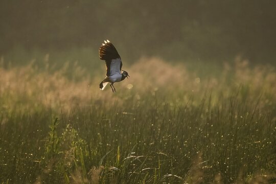 Northern lapwing (Vanellus vanellus), flying, morning backlight, Meerbruchwiesen, Steinhuder Meer, Lower Saxony, Germany