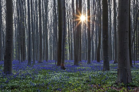 Bush anemone (Anemonoides nemorosa) and blue flowering bluebells (Hyacinthoides non-scripta) in copper beech (Fagus sylvatica) forest, backlight, Hallerbos, near Halle, province of Flemish Brabant, Belgium