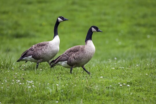 Canada geese (Branta canadensis) standing in meadow, Belgium