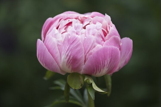 Peony Paeonia Coral Charm), Emsland, Lower Saxony, Germany