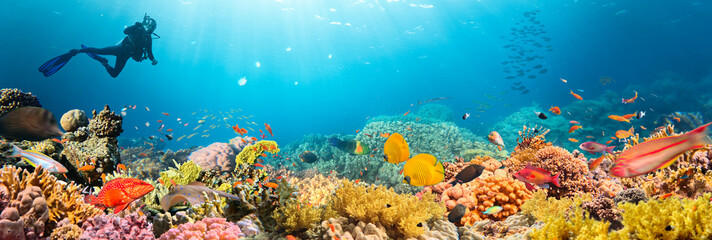 Underwater Tropical Corals Reef with Colorful Sea Fish . Marine Life Sea World . Tropical Colourfull Underwater Seascape © Lukas Gojda