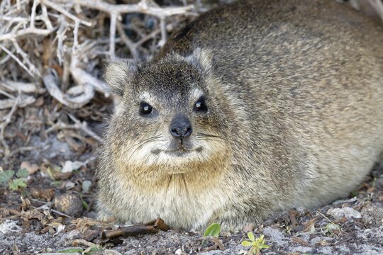 Hyrax (Procavia capensis), Boulder's Beach, Cape Town, South Africa