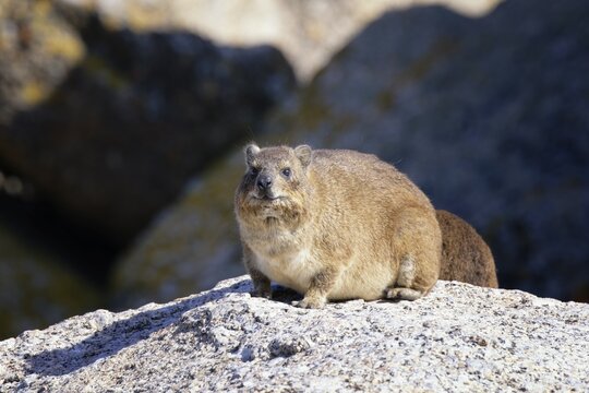 Hyrax (Procavia capensis) on rocks, Boulder's Beach, Cape Town, South Africa