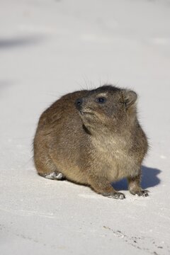 Hirax (Procavia capensis) on white sand, Boulder's Beach, Cape Town, South Africa