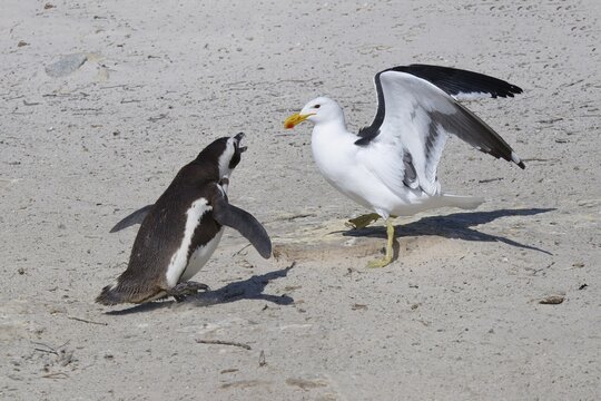 African Penguin (Spheniscus demersus) attacked by a Kelp Gull (Larus dominicanus) at Boulder's Beach, Cape Town, South Africa