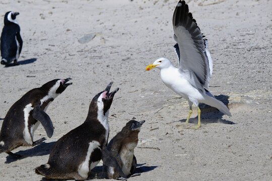 African Penguins (Spheniscus demersus) attacked by a Kelp Gull (Larus dominicanus) at Boulder's Beach, Cape Town, South Africa