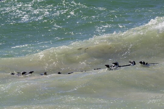 Group of African Penguins (Spheniscus demersus) swimming in water at Boulder's Beach, Cape Town, South Africa