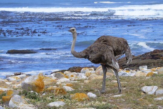 Female African ostrich (Struthio camelus australis) on the Atlantic Ocean shore, Cape of Good Hope, Cape Town, South Africa