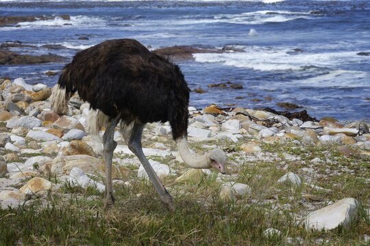 Male African ostrich (Struthio camelus australis) on the Atlantic Ocean shore, Cape of Good Hope, Cape Town, South Africa