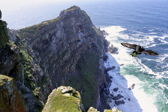 Cape Cormorant (Phalacrocorax capensis) flying over Cape Point, Cape of Good Hope, Cape Town, South Africa