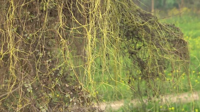 Yellow parasitic dodder vine covering a plant. Slow Motion Video