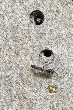 Potter's digger wasp (Trypoxylon figulus), Emsland, Lower Saxony, Germany