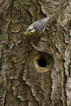 Eurasian nuthatch (Sitta europaea) at the nest hole, Emsland, Lower Saxony, Germany