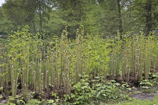 Royal fern (Osmunda regalis), budding, Bremen, Germany