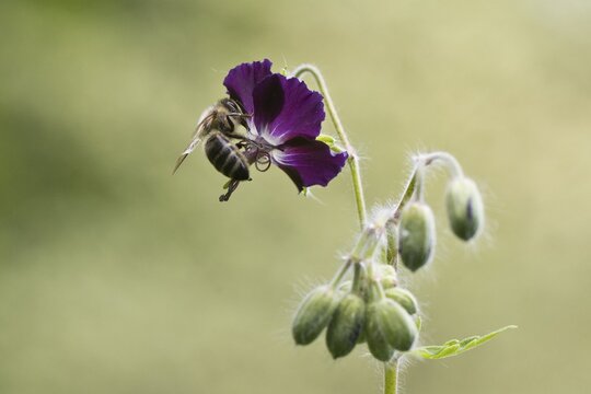 Honey bee (Apis mellifera) on brown cranesbill (Geranium phaeum), Emsland, Lower Saxony, Germany