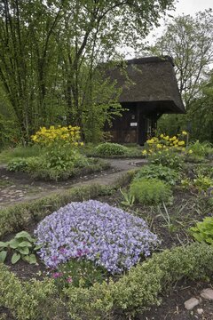 Cottage garden with cushion phlox (Phlox stolonifera) and leopard's bane (Doronicum), Bremen, Germany