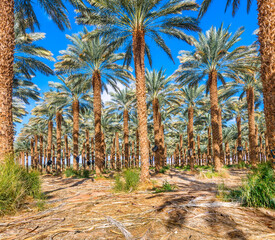Plantation of date palms. Healthy food and sustainable industrial agriculture production. Date palm is ancient plant and famous food crop in the Middle East and North Africa with history for 5000 year