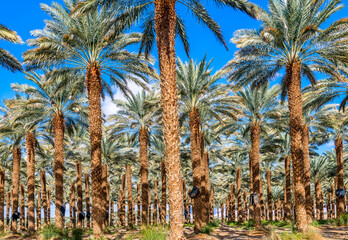 Plantation of date palms. Healthy food and sustainable industrial agriculture production. Date palm is ancient plant and famous food crop in the Middle East and North Africa with history for 5000 year