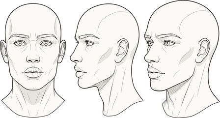 Anatomic human head vector illustration showing front and profile views with detailed facial features for medical study or artistic character design.