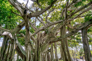 Obraz premium A large tree with many branches and leaves. The tree is very tall and has a lot of branches