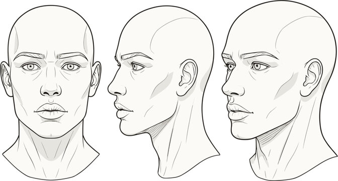 Anatomic human head vector illustration showing front and profile views with detailed facial features for medical study or artistic character design.