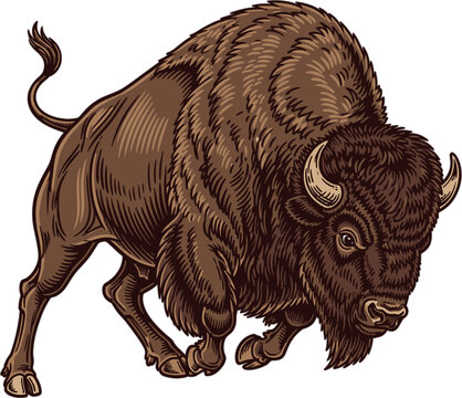 Hand drawn vintage American bison buffalo illustration in charging pose with detailed fur and horns isolated on white background for wildlife nature design.