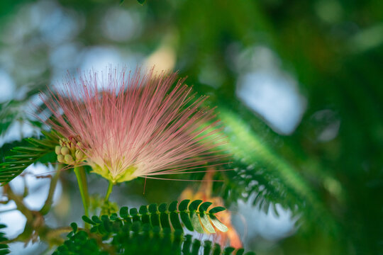 Bright pink Lankaran flower against green silk tree leaves creating a fresh colorful natural scene
