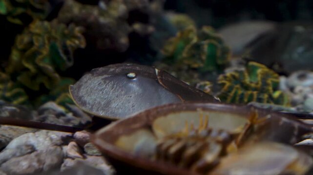 Close-up of prehistoric horseshoe crabs in an aquarium. Detailed view of their hard shells, spiny bodies, and long tails against a dark underwater background. Marine life and science concept.