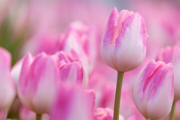 Fototapeta premium ピンク色のチューリップ