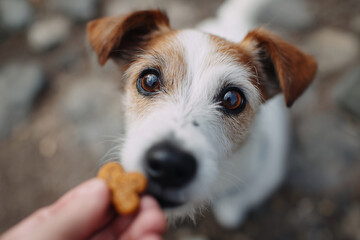 Obraz premium A dog is looking at a person holding a treat