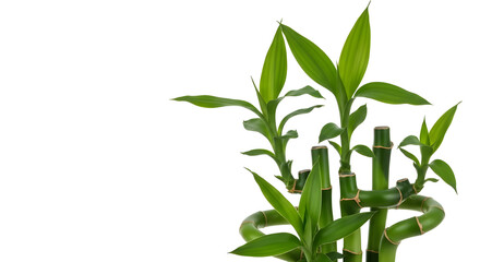 Fototapeta premium Vibrant Green Lucky Bamboo Plant with Fresh Leaves isolated PNG with Transparent Background