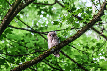 Obraz premium Junger Waldkauz