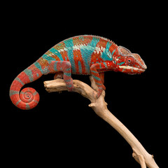 colourful lizard Panther chameleon isolated on black background
