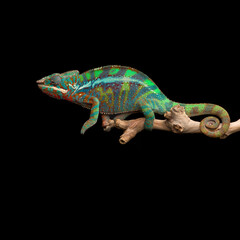colourful lizard Panther chameleon isolated on black background
