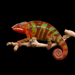 colourful lizard Panther chameleon isolated on black background  © Dmitry