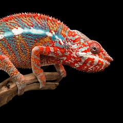 colourful lizard Panther chameleon isolated on black background
