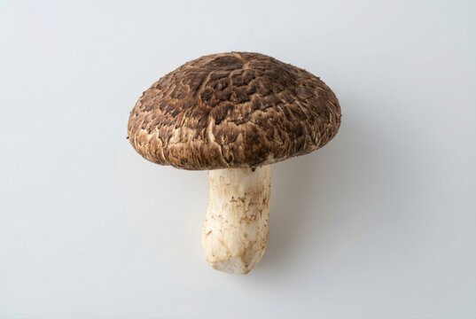 Premium Matsutake Mushroom Isolated on White Background for Seasonal Japanese Cuisine