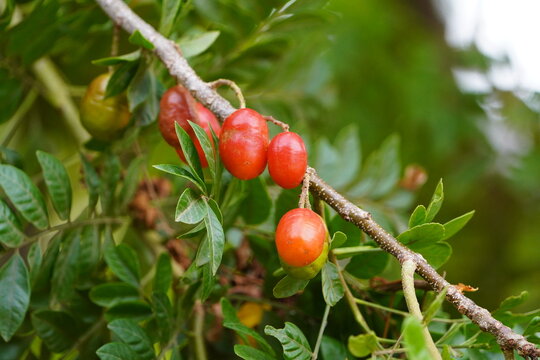Spondias purpurea&nbsp;is a species in flowering plant in the cashew family, Anacardiaceae, that is native to tropical regions of the Americas. Baturit&eacute; &ndash; Cear&aacute;, Brazil.
