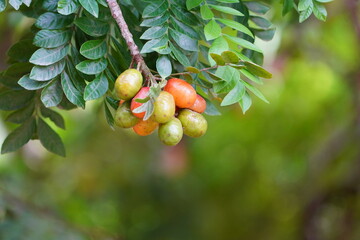 Spondias Purpurea Species Flowering Plant