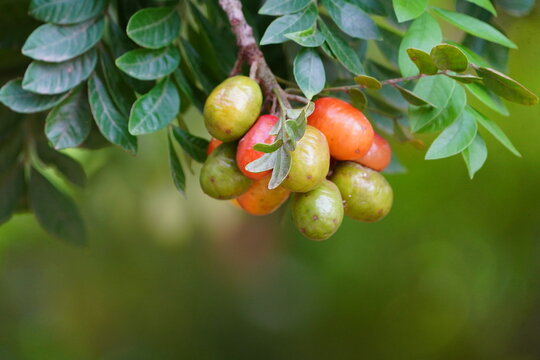 Spondias purpurea&nbsp;is a species in flowering plant in the cashew family, Anacardiaceae, that is native to tropical regions of the Americas. Baturit&eacute; &ndash; Cear&aacute;, Brazil.