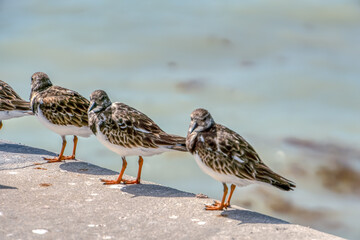 Three birds standing on a ledge by the water. The birds are brown and white