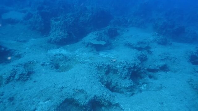  swimming ray fish underwater stingray swim on sand relaxing ocean scenery of animal