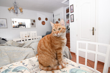 Ginger tabby cat sitting on a table in a bright living room. Cozy home interior, domestic pet, lifestyle, comfort, animal at home concept.