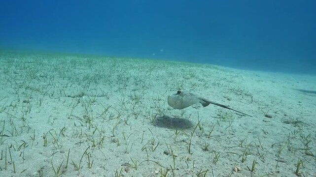  swimming ray fish underwater stingray swim on sand relaxing ocean scenery of animal