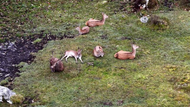 Red deer stag and his harem sleeping during the day