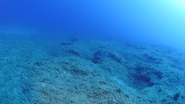  swimming ray fish underwater stingray swim on sand relaxing ocean scenery of animal