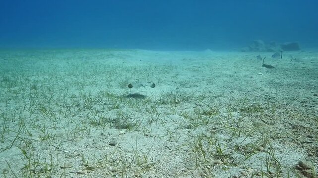  swimming ray fish underwater stingray swim on sand relaxing ocean scenery of animal