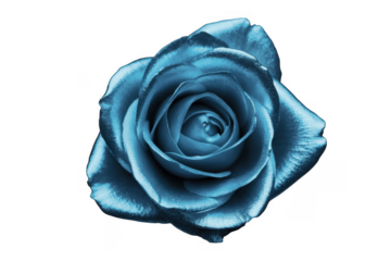 Blue Rose floral flowers roses isolated on a transparent background