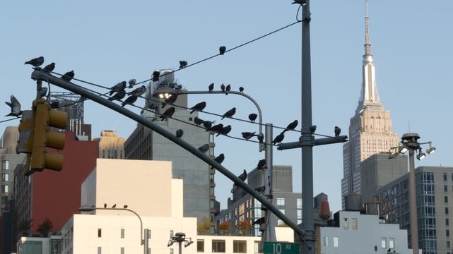 New York City, United States of America. Manhattan Midtown Hells Kitchen urban cityscape architecture. Pigeon birds. Empire State Building on 34 street, 5 avenue. Skyscraper tower, Port Authority area